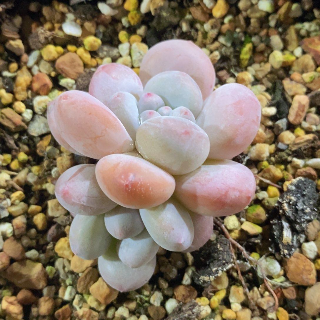 可问主播品种，下滑链接更多品种多肉选择