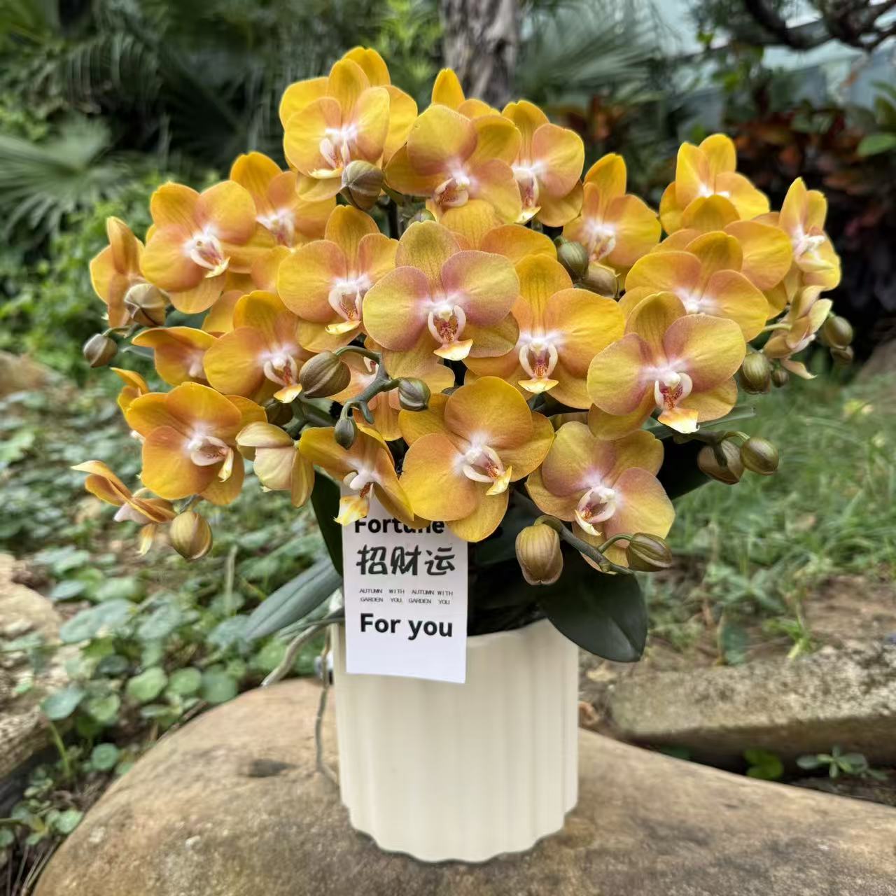  蝴蝶兰《拉斯维加斯》 小众稀缺品种 天然金色系 带香味 室内花