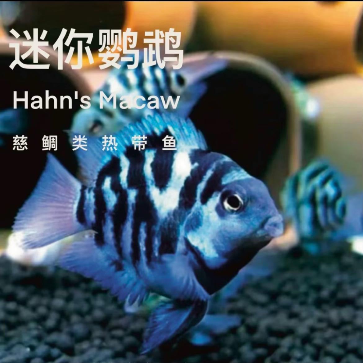 【新手玩家必选】迷你鹦鹉鱼宝蓝白金胭脂粉观赏鱼