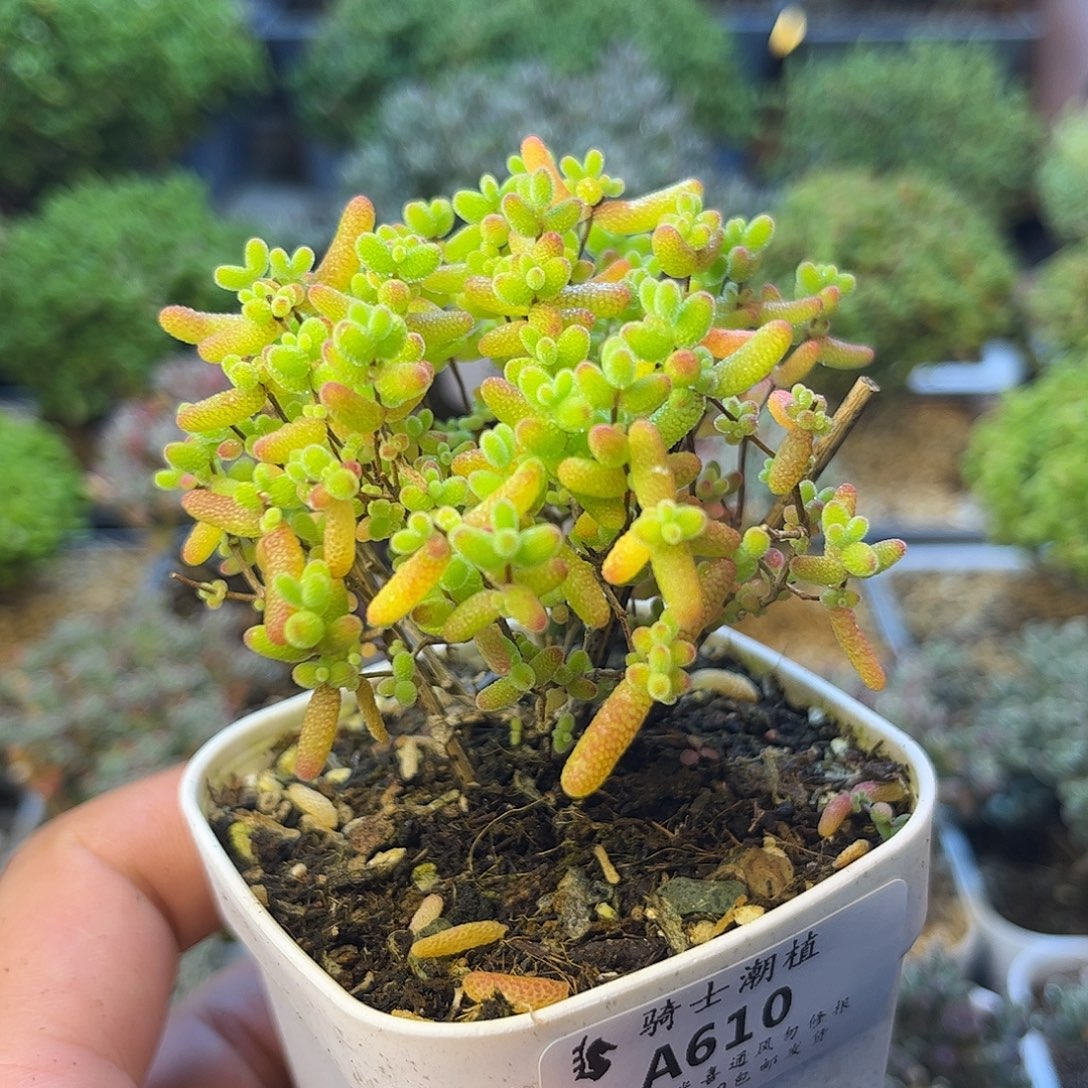 610蜜橘糖球枝干番杏