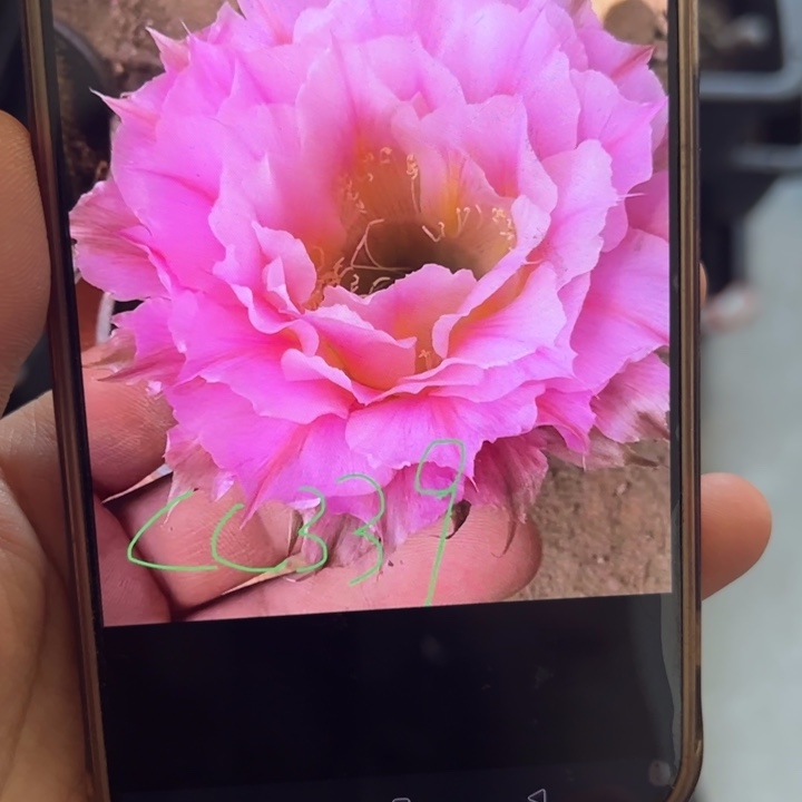 无花朵无根侧芽歪cc339