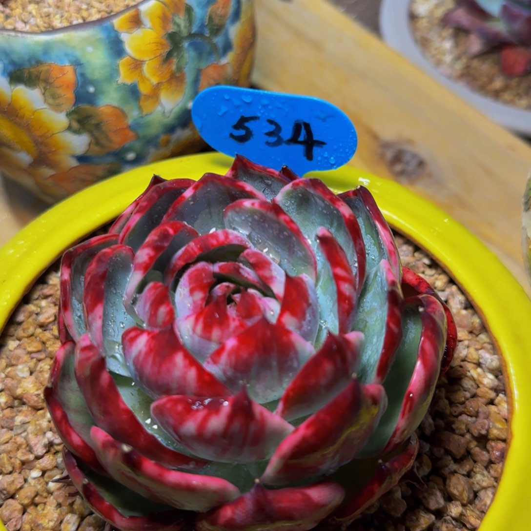 惊鸿仙子一物一拍534号