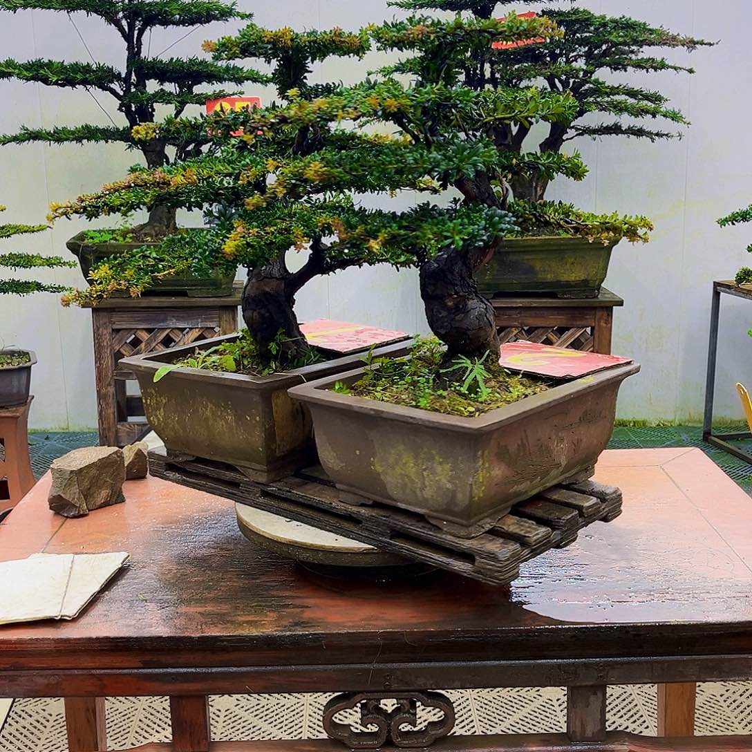 无花朵罗汉松盆景