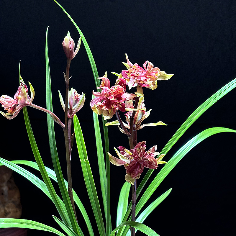【火凤凰】寒兰三大奇花 高端兰花 开花非常香 转色花 好养绿植花卉