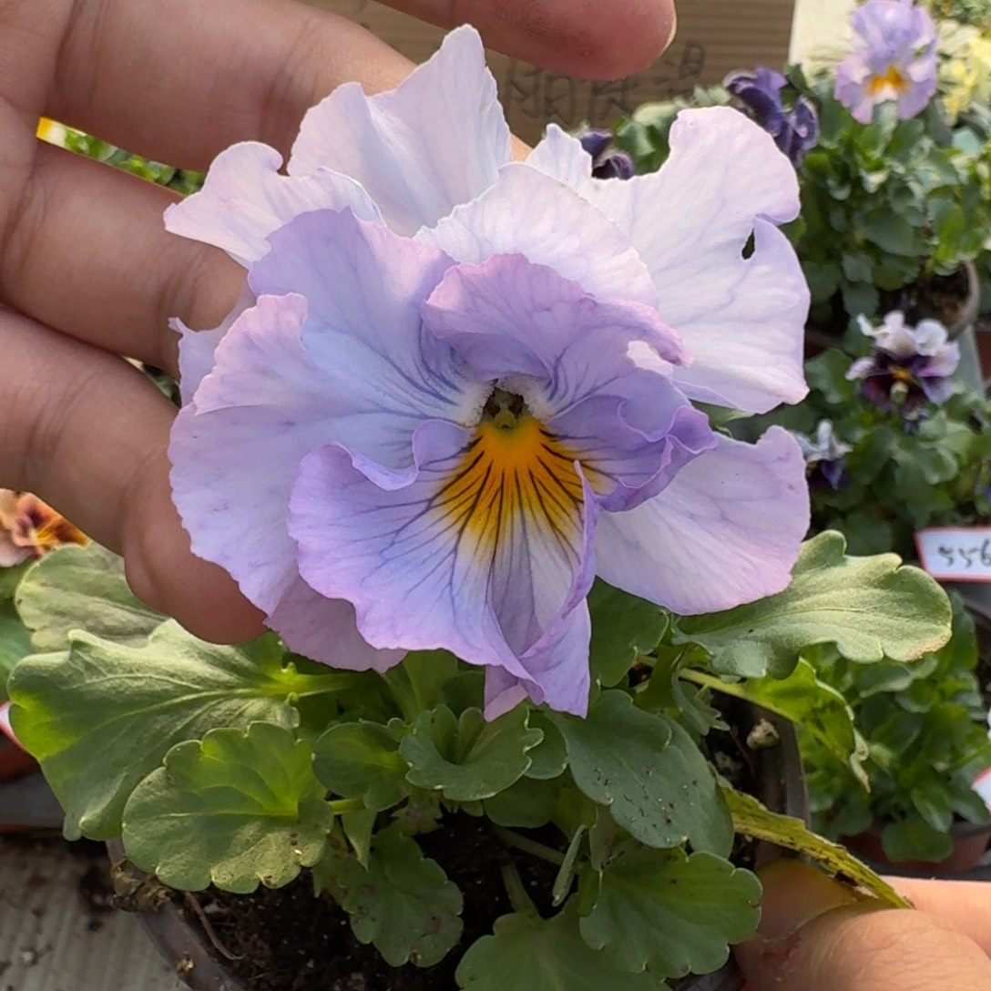 大部分花苞少量开放569