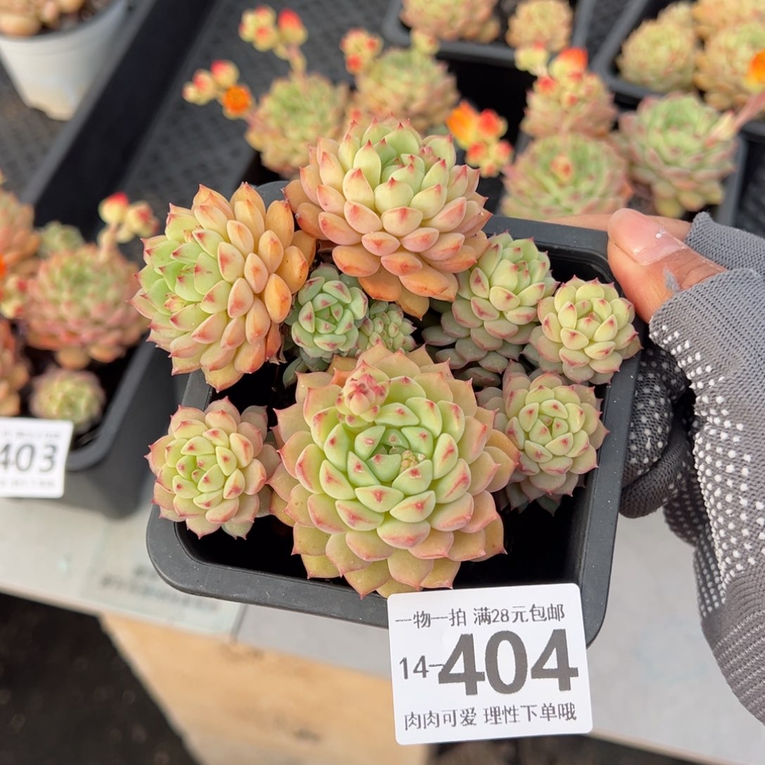 ?***孩熊猫脸多肉多肉多肉多肉