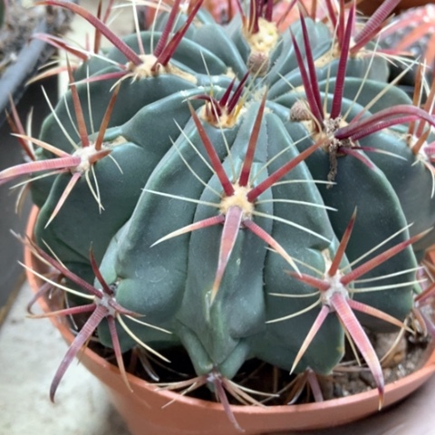 日出小仙人球18米仙人球