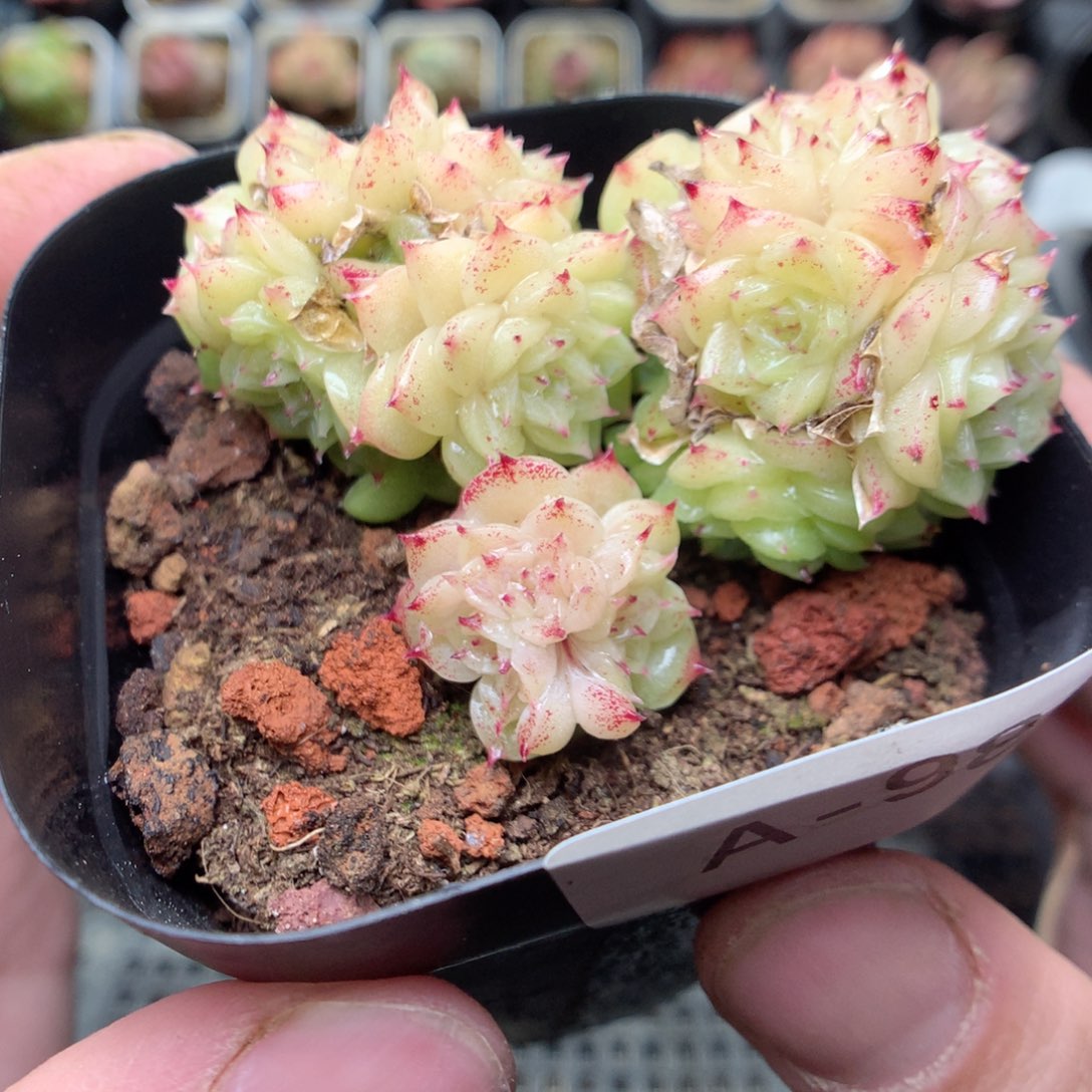 A98y y y y y y y y y y