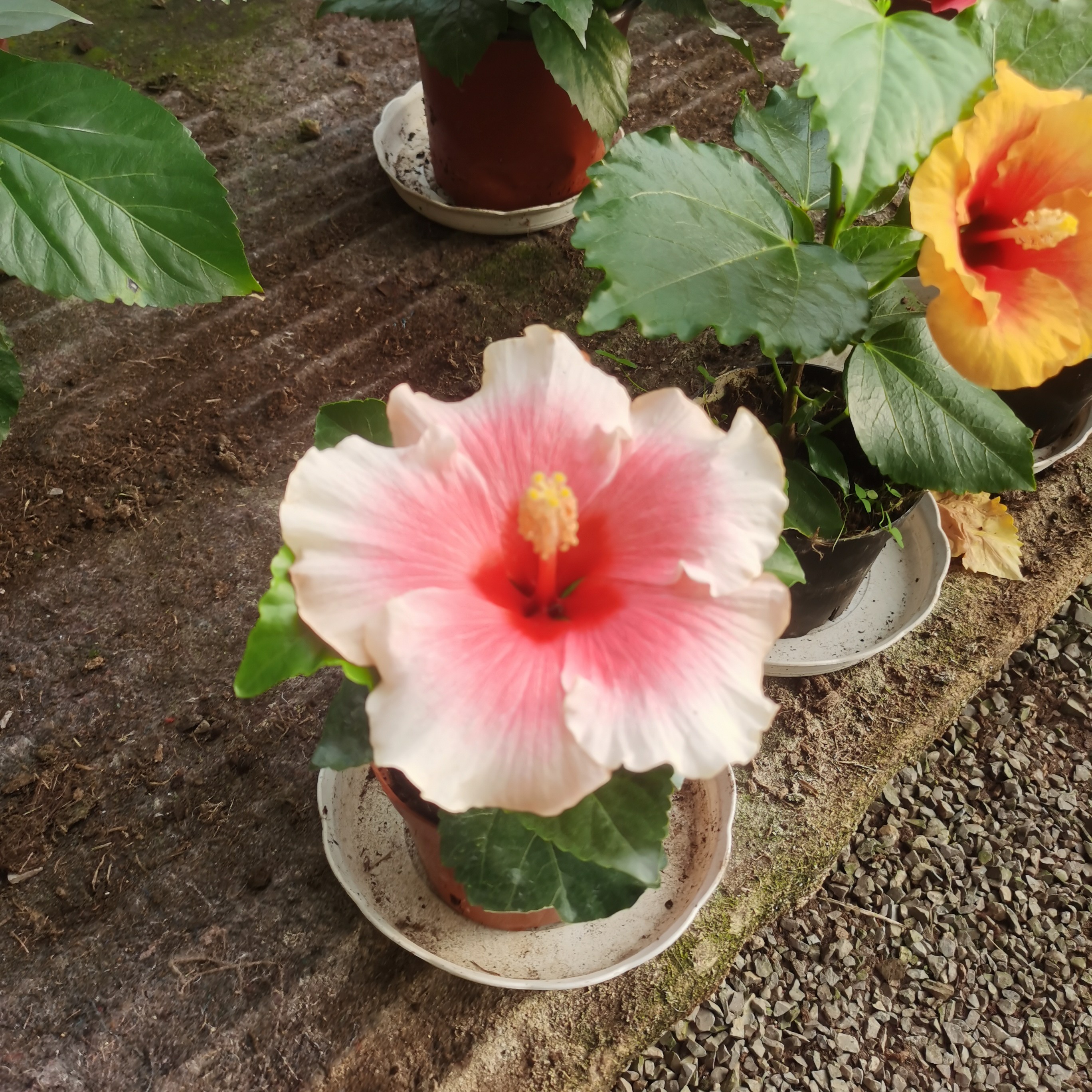 福利款23号稀有品种单瓣突尼斯粉木槿苗10厘米盆四季开花