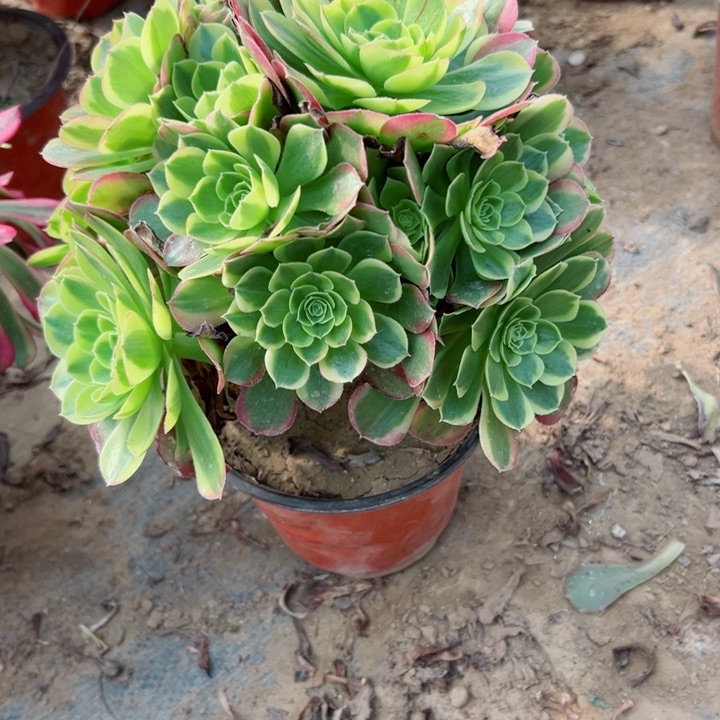 931奶白多肉植物