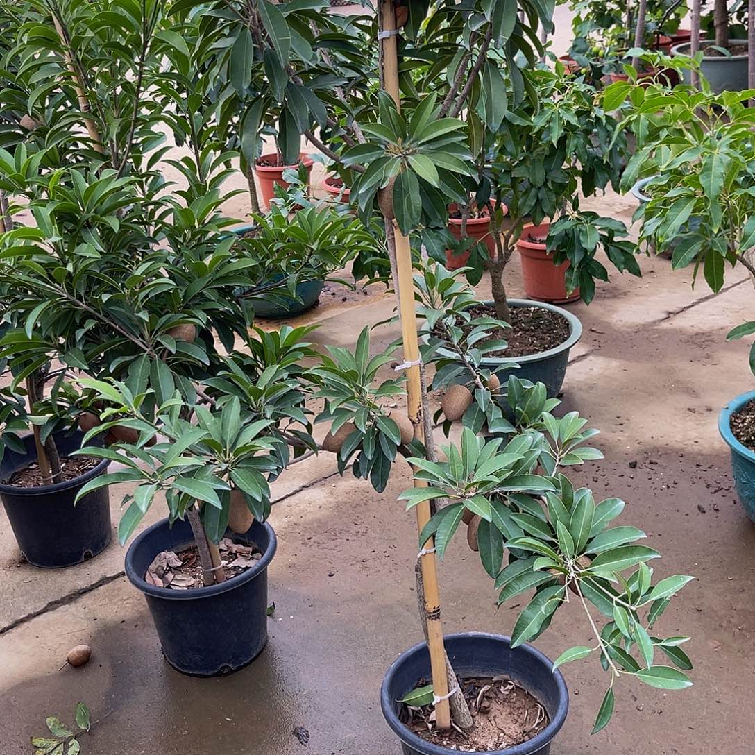 未***缪完全开放果树果树11111