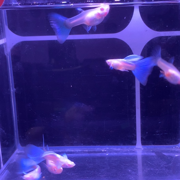 孔雀鱼欧翼3对孔雀鱼