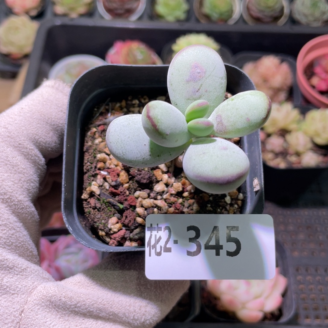 花利美2-345乒乓福娘