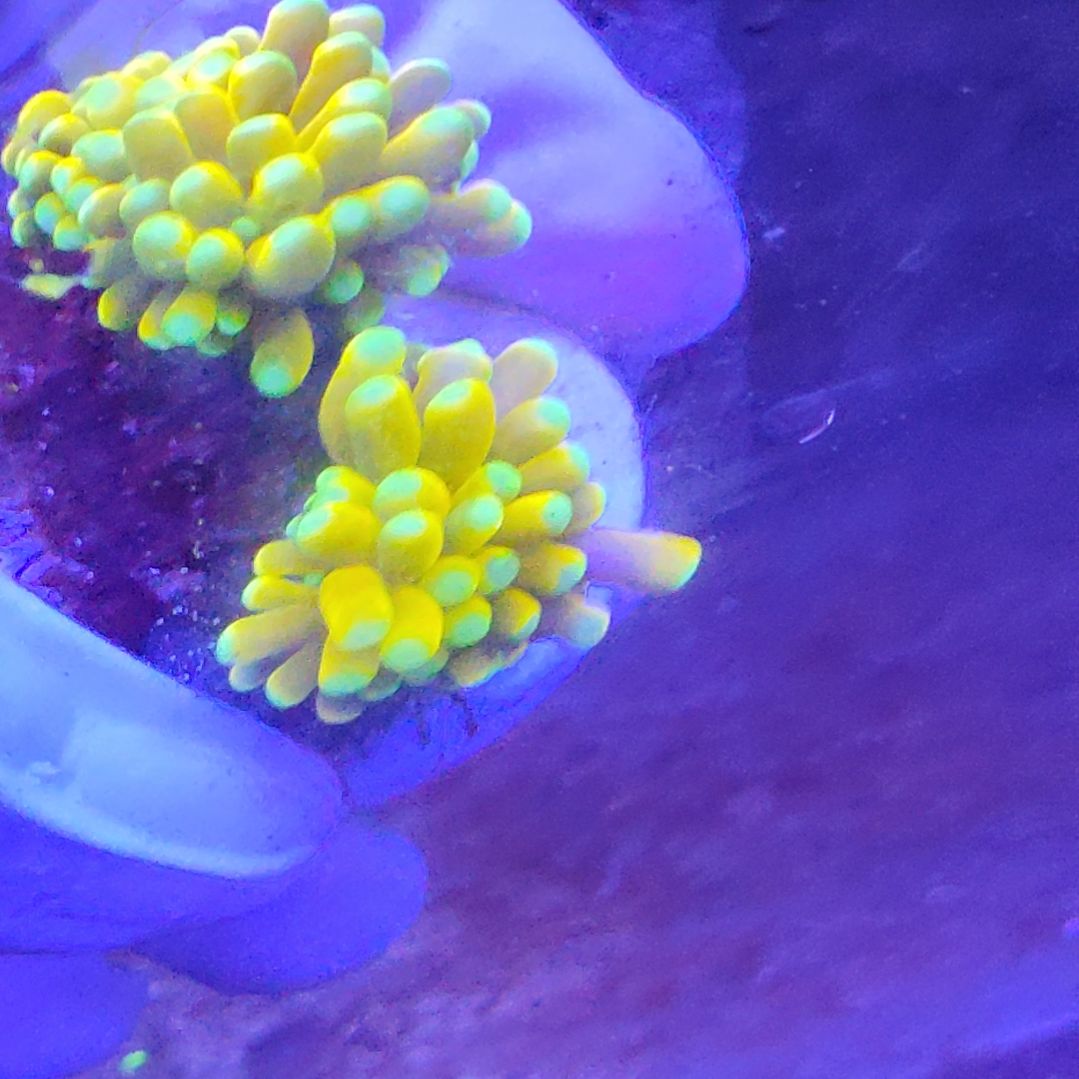 智海珊瑚不接受退货不包邮