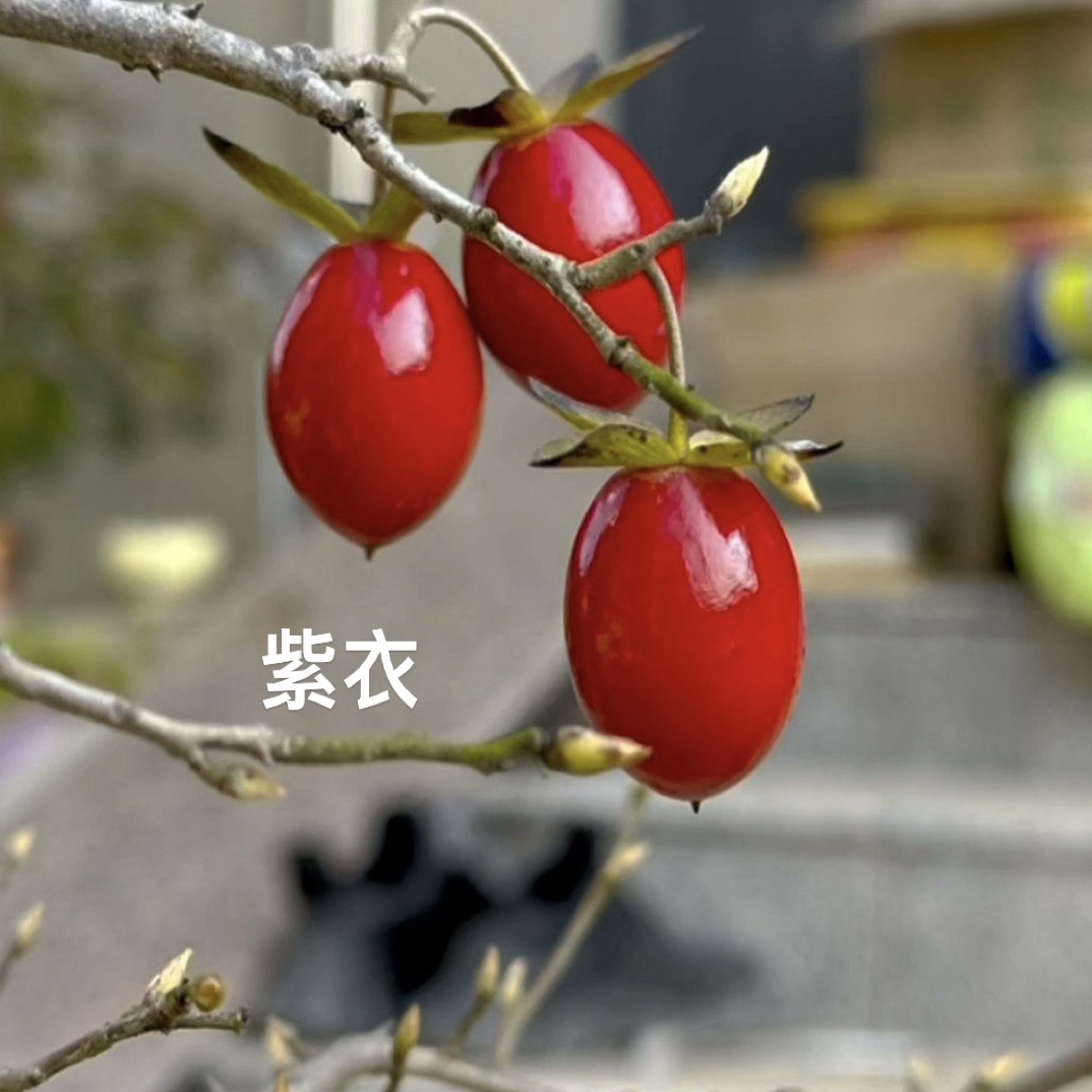 老鸦柿观果盆景素材直播间专用