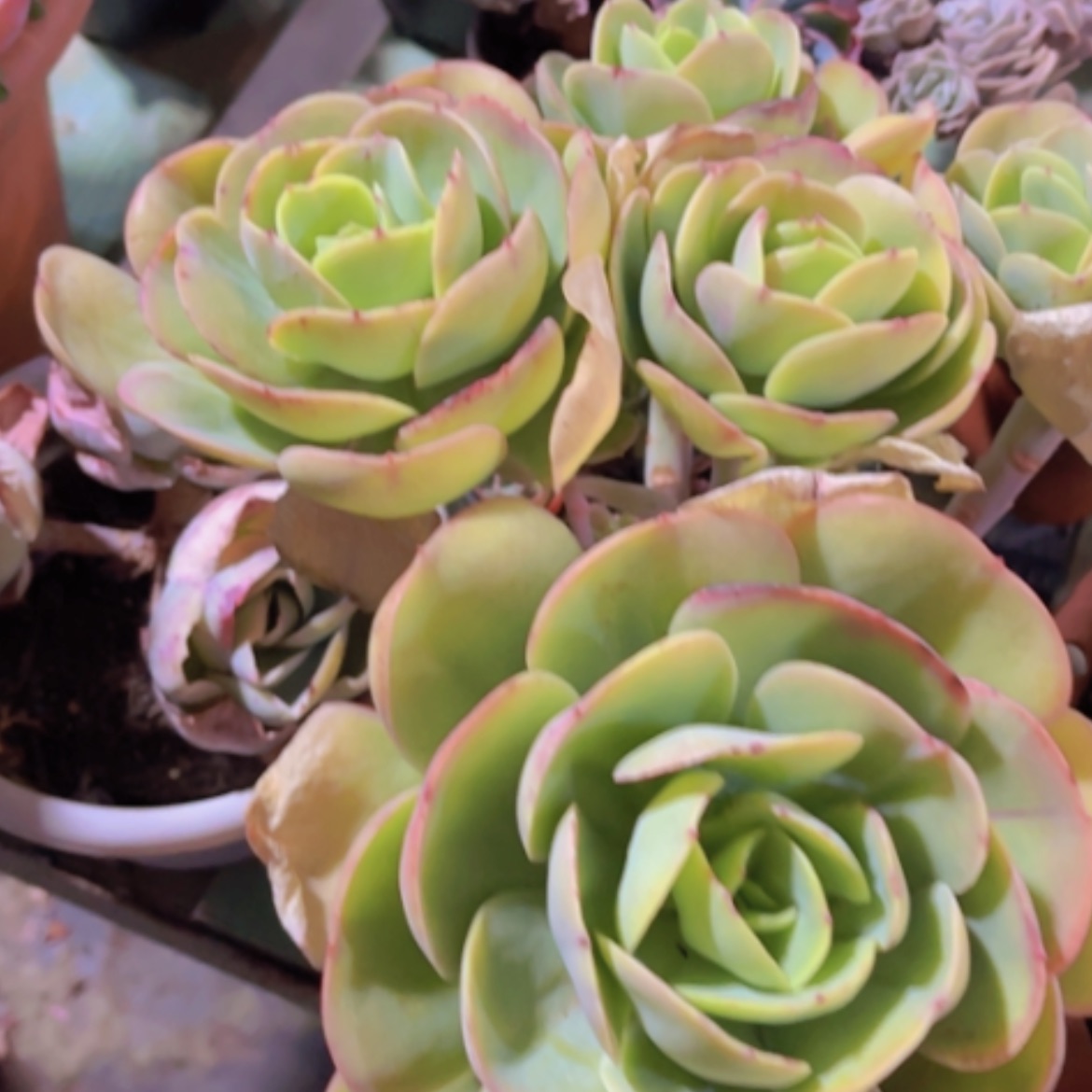 【闪购商品】碧桃25366