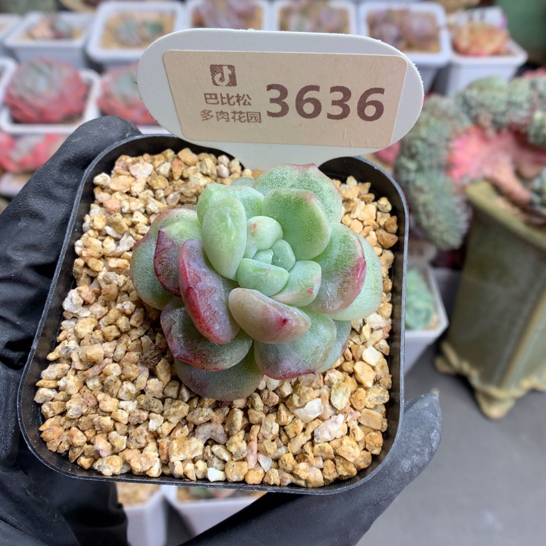 3636 珍妮石化多肉