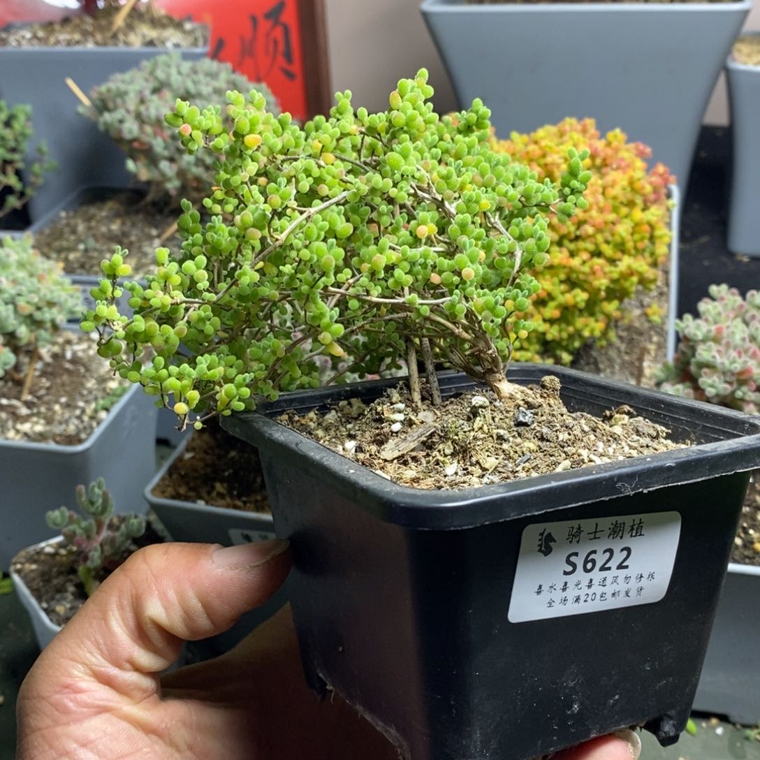 622蜜橘糖球造型桩