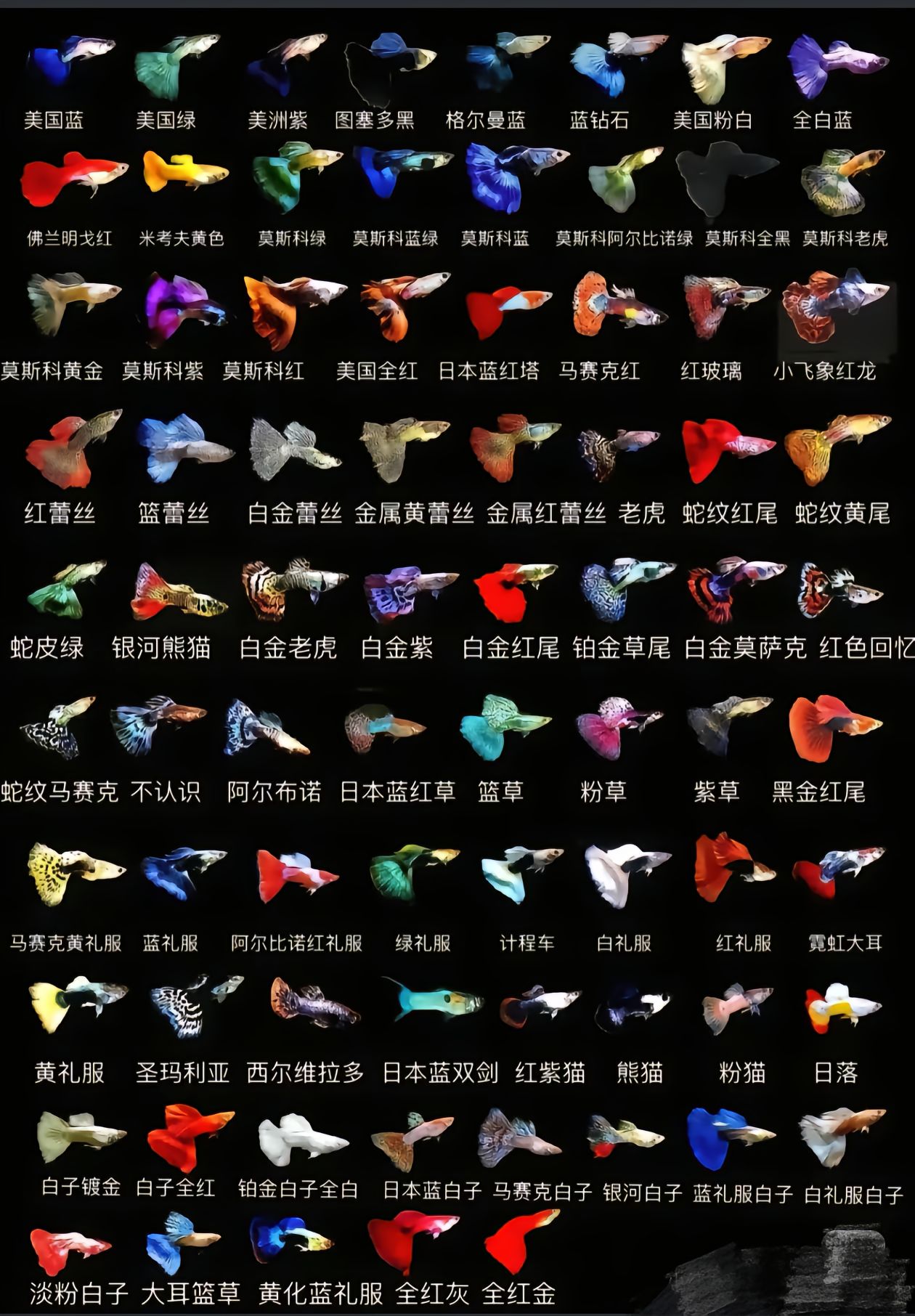 活体孔雀鱼专用链接