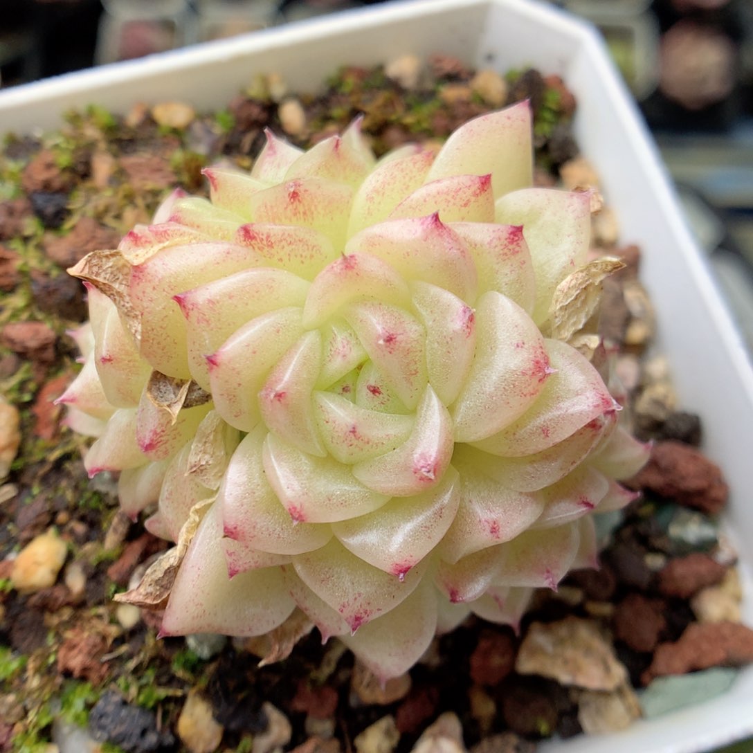 G118定繁编号麦杆D04