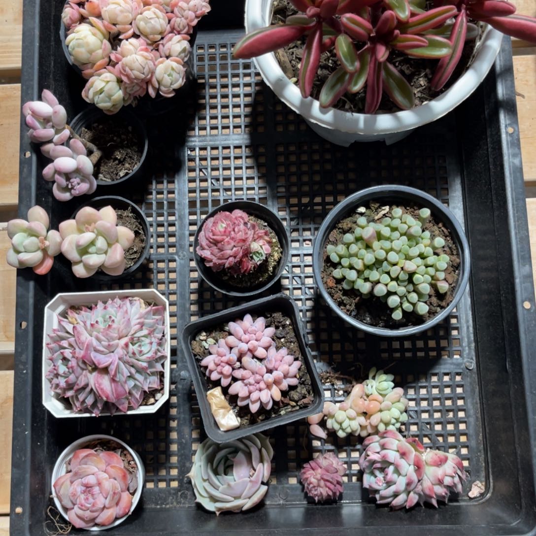 云尘多肉一物一拍023