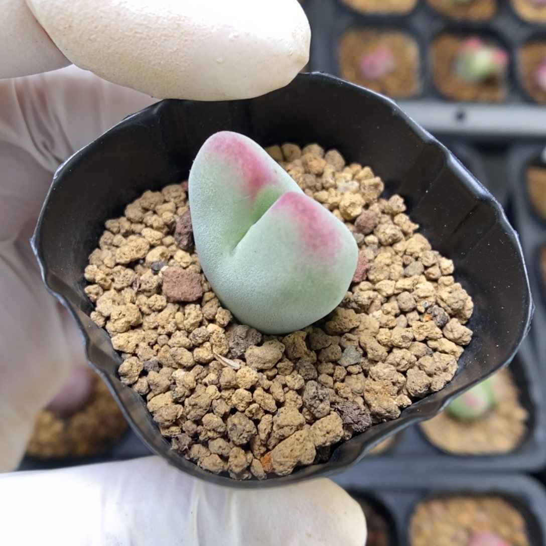 多肉植物肉锥杂交K-4241