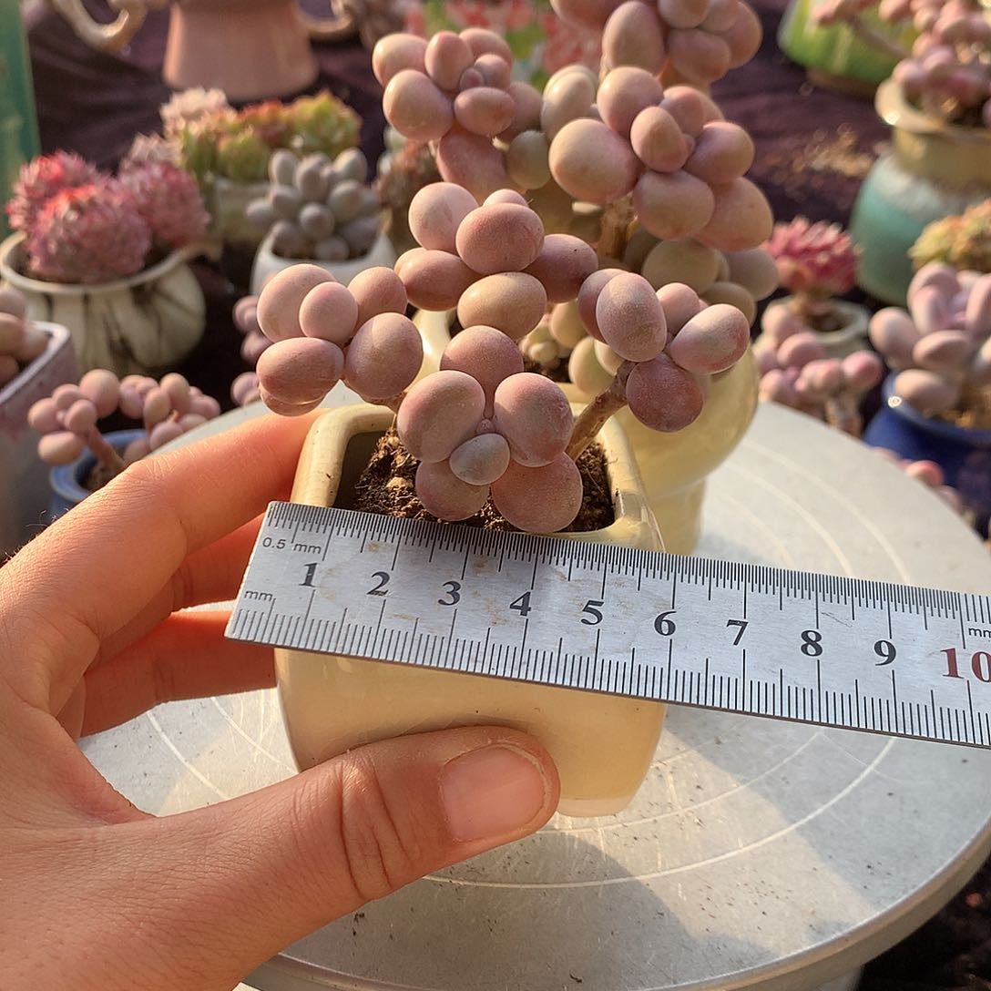 16号带盆偏远地区bu bao you de