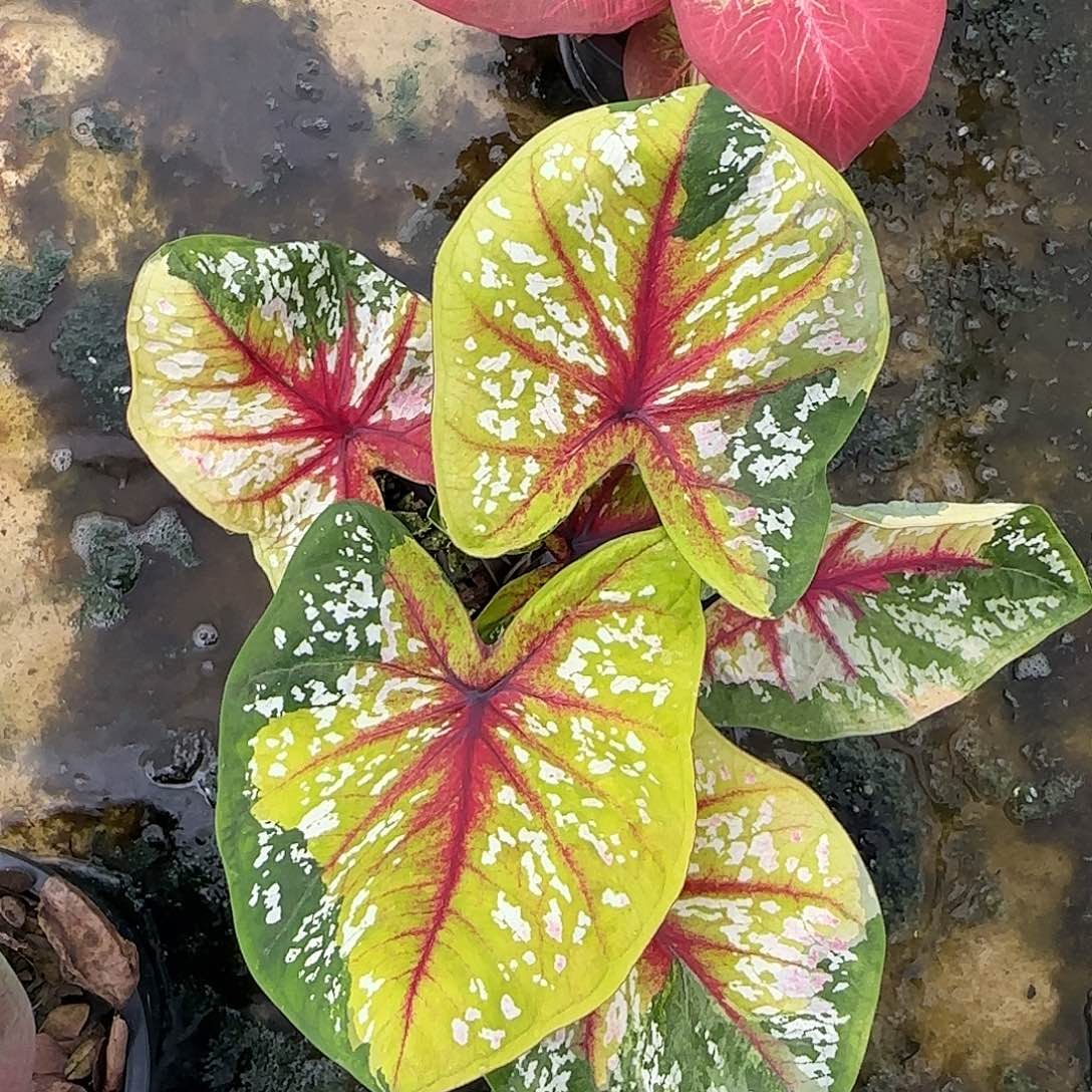 335-0526泰国发货野蜂飞舞