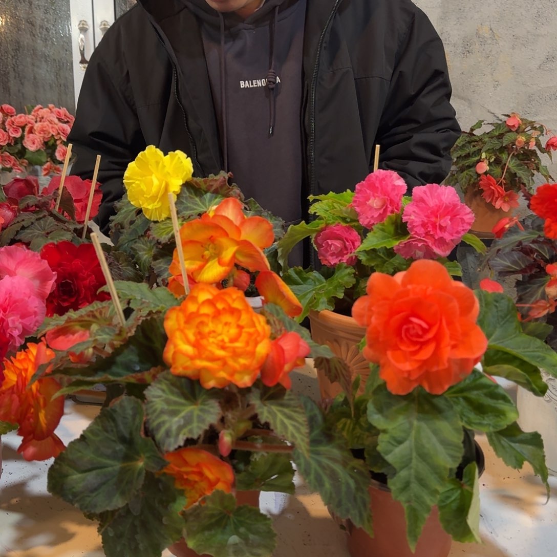 火焰➕硅鱼粉，掉花折叶正常介意勿拍，不拍保温冻死不售后