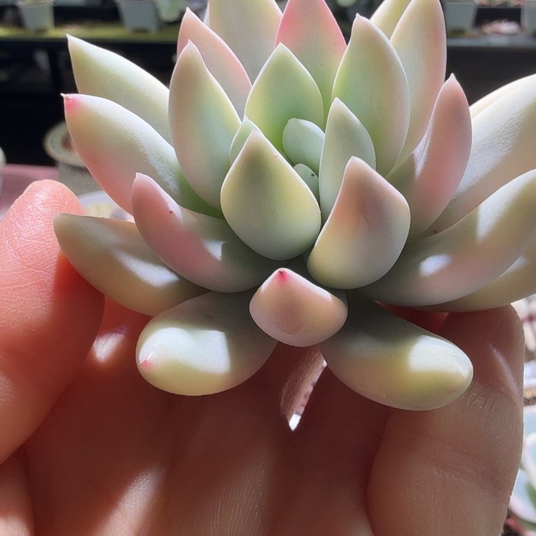 椰奶婆婆锦，多肉植物。