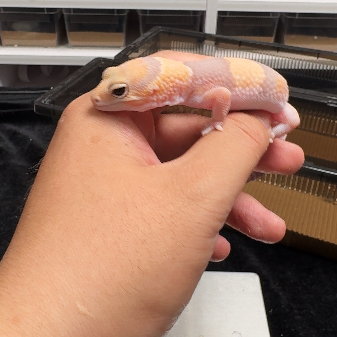 肥尾守宫橘白打亚，26g搞起！