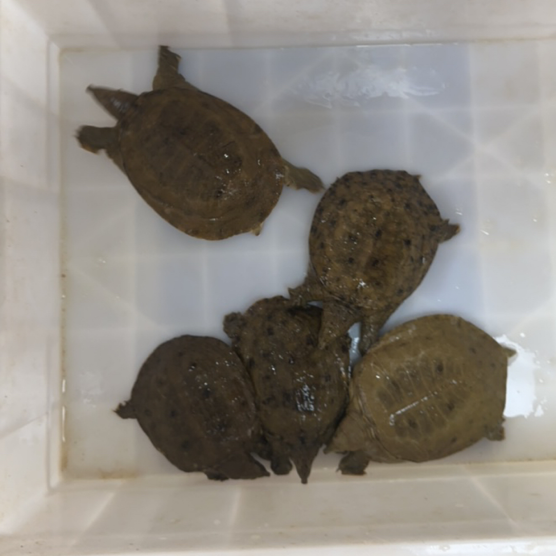 天然草鱼野生鱼大河自然生长