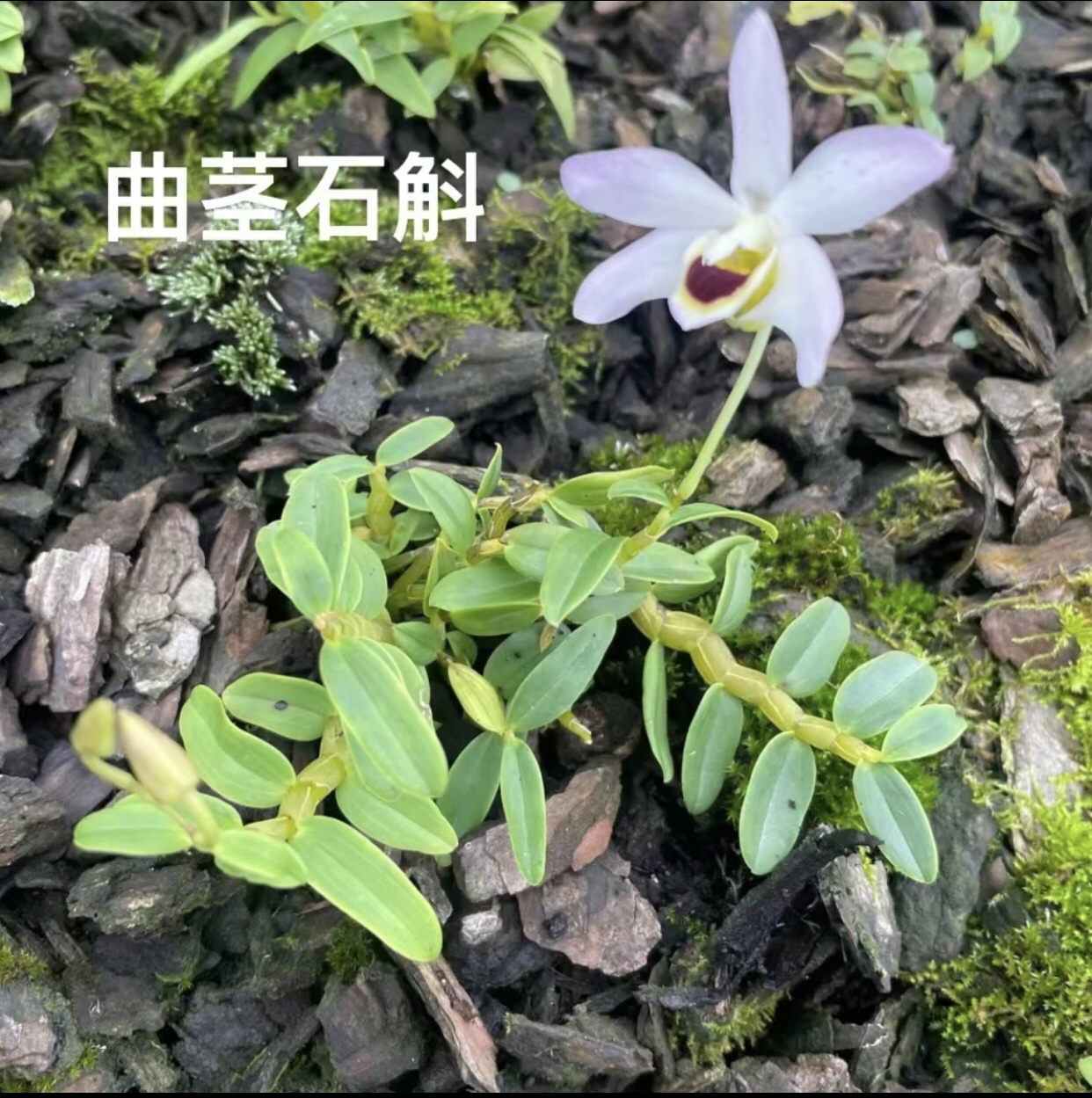 曲茎石斛爆盆美丽石斛多花苞开花不断清香易养植  