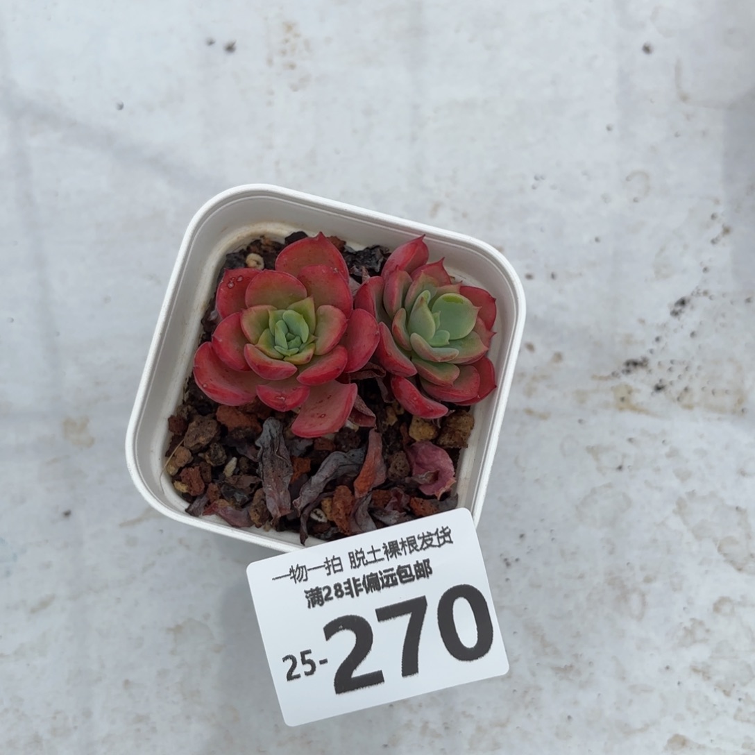 孤品多肉多肉多肉