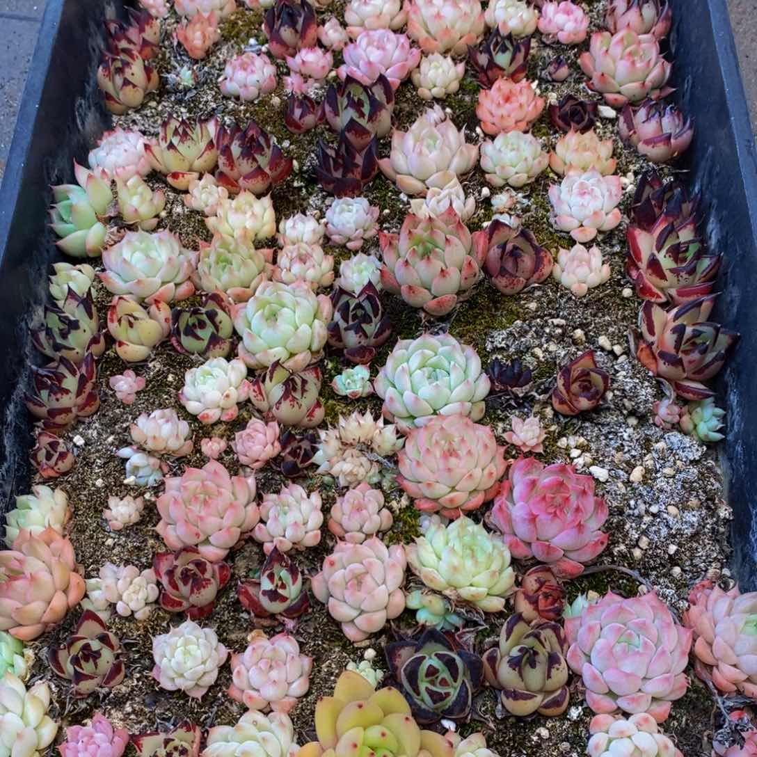 077的人生态度是一