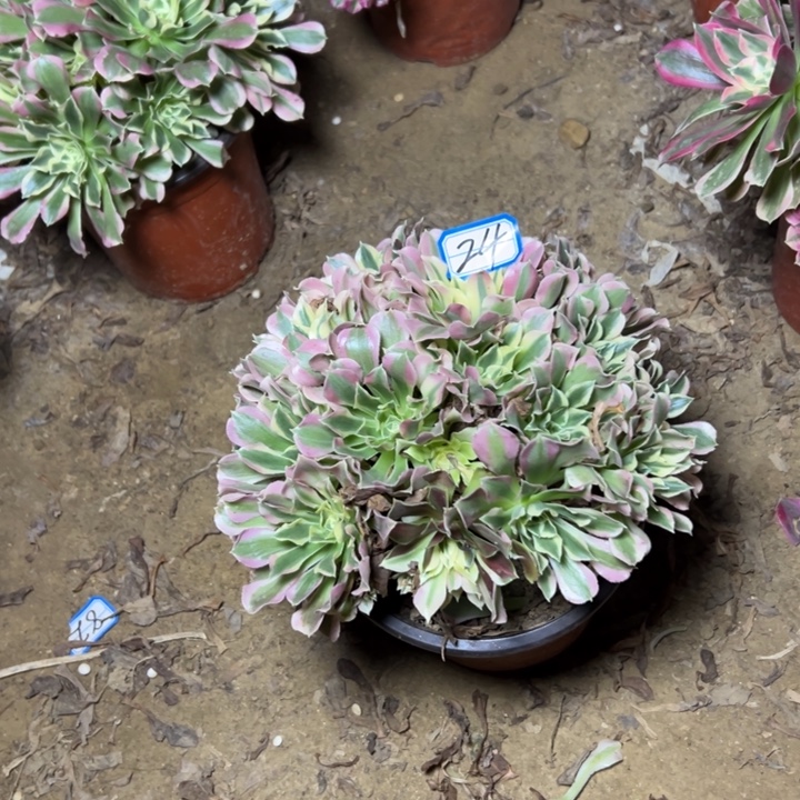 扬***航多肉植物断枝不包24