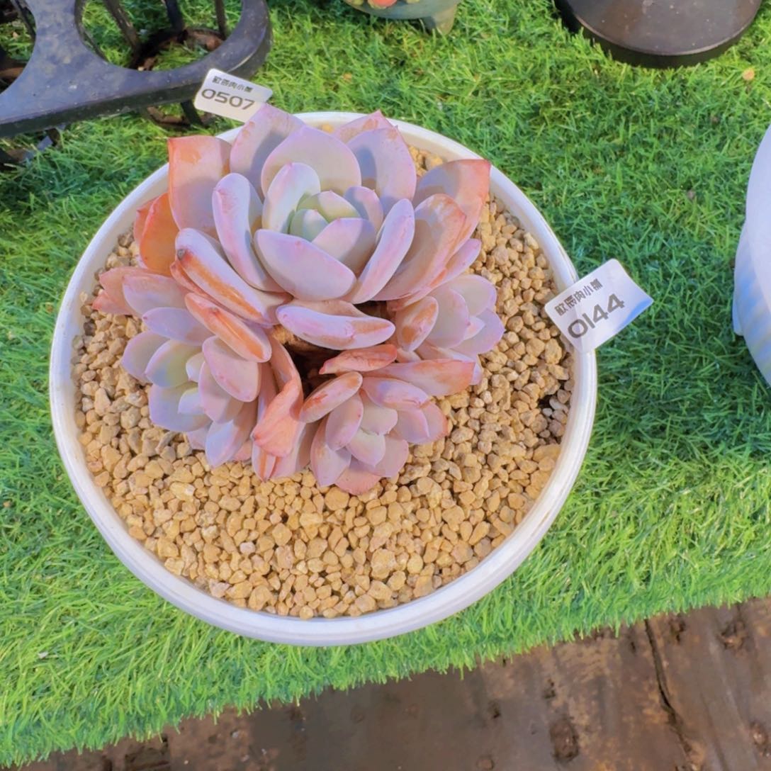 多肉植物奶茶群0144