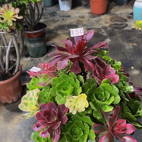 杨***姐法师嫁接的时候就会有150