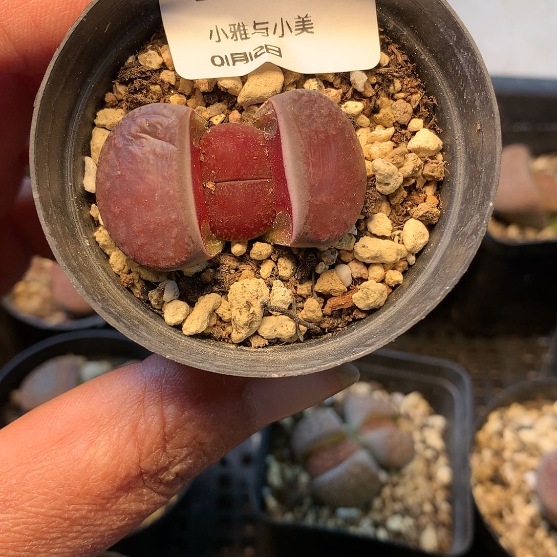 胖*?B394多肉植物保护研究所