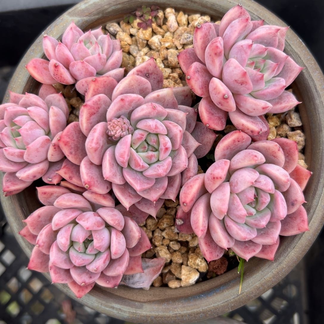 霜花精控多肉一物一拍