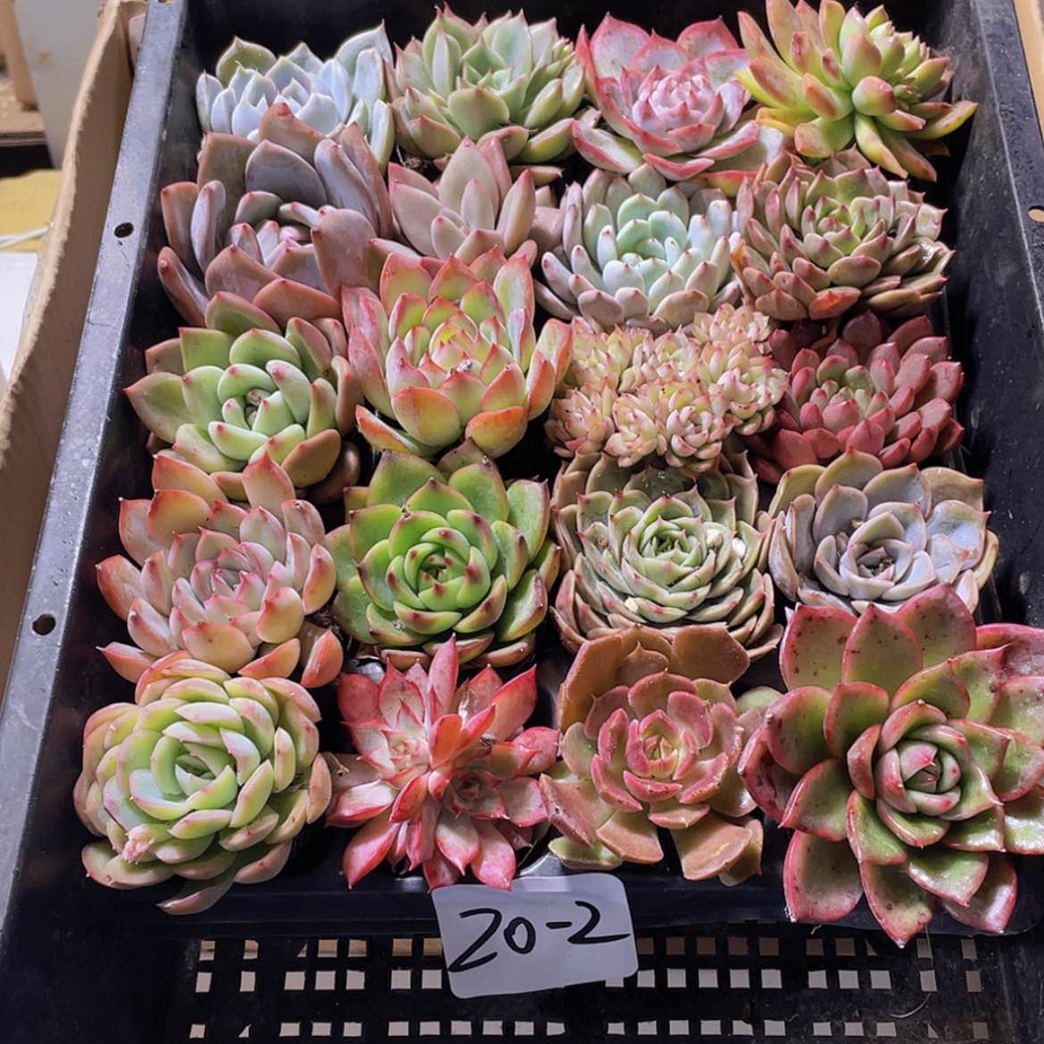 【闪购商品】20颗-2