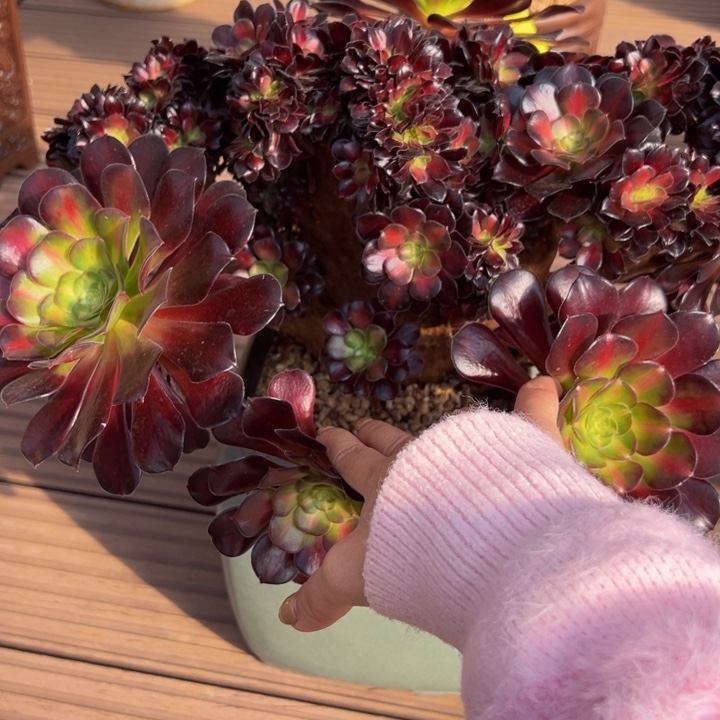 A***a花纳缀化纵星捧月0000009