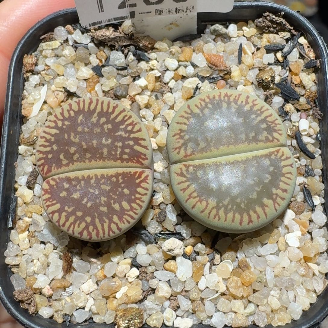 zzzz冬日限定福利1280