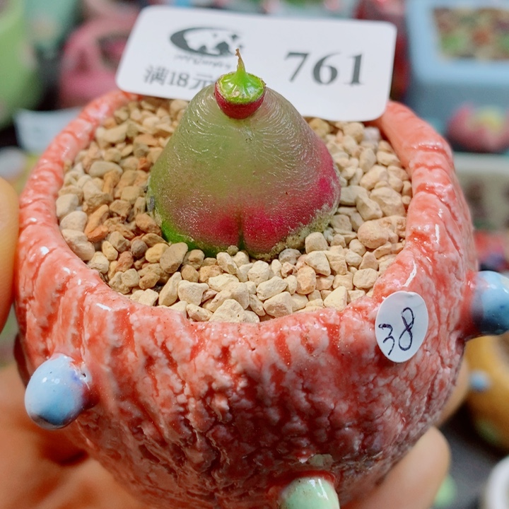 生石花花花花花花花761