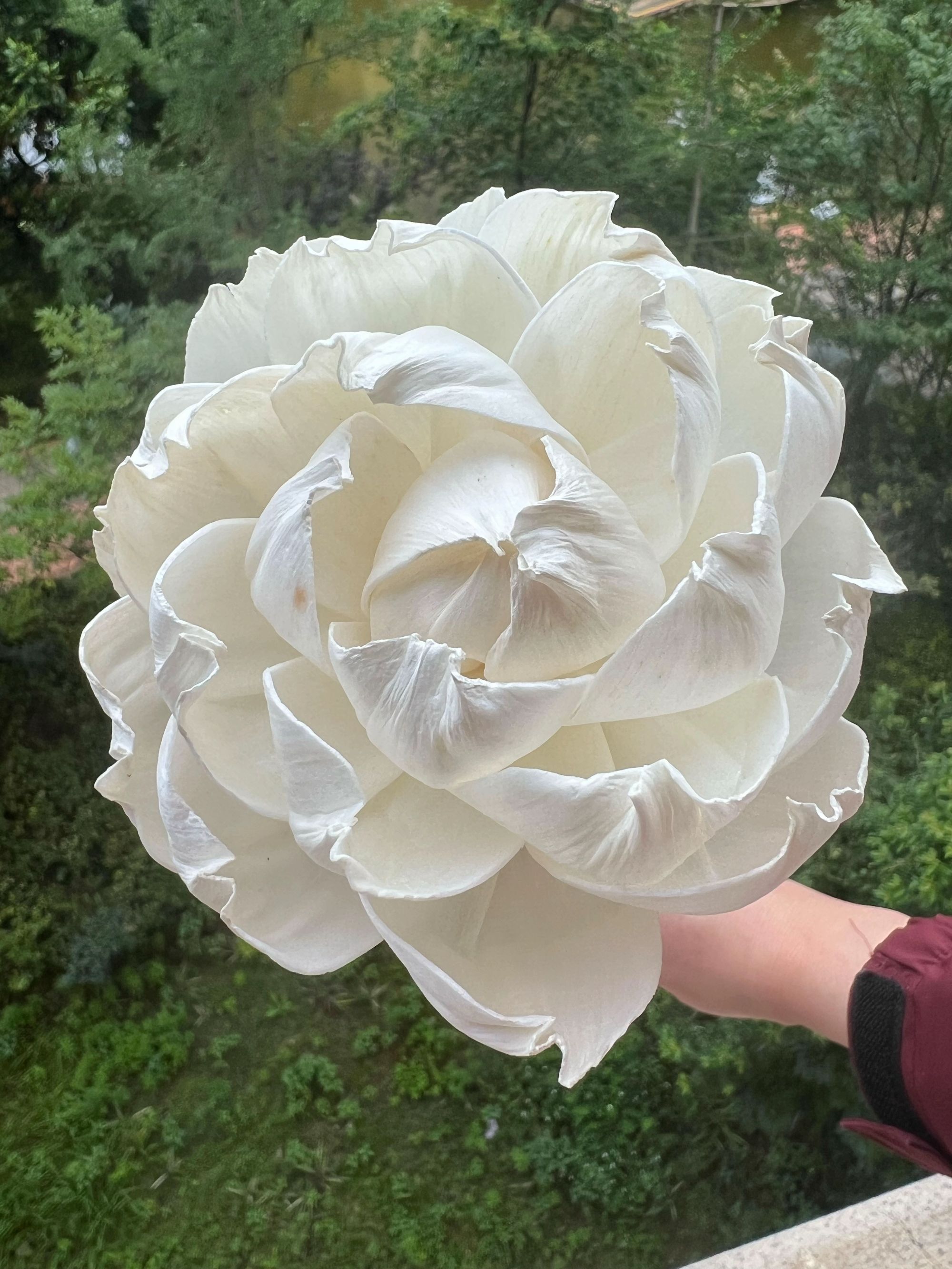 通草芍药永生花通草花家居瓶插花花店配花手工diy花束配花