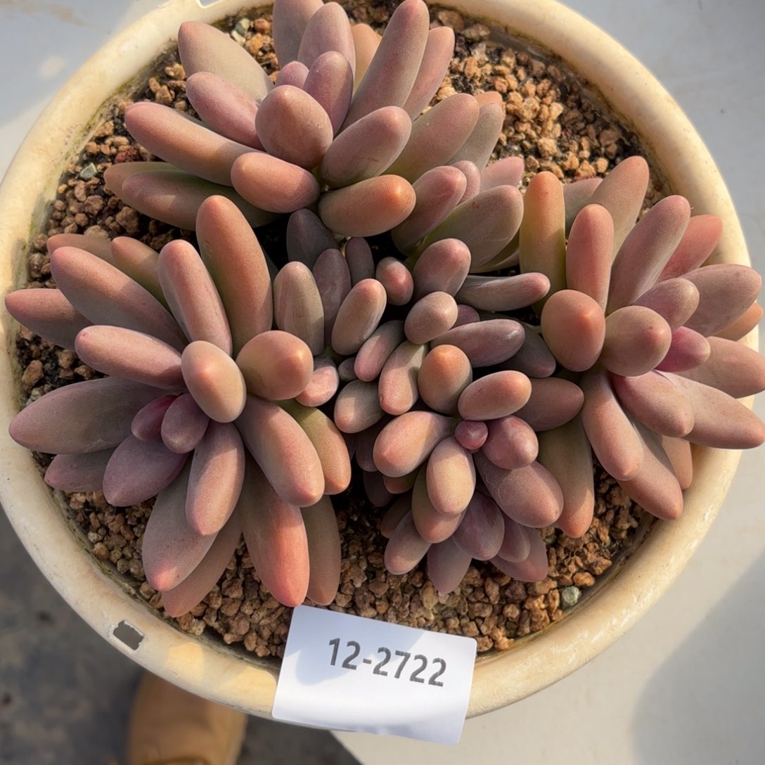 2722糖果美人多肉植物