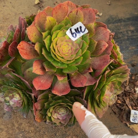 红心万圣节红心万圣节不周正64多肉不包断