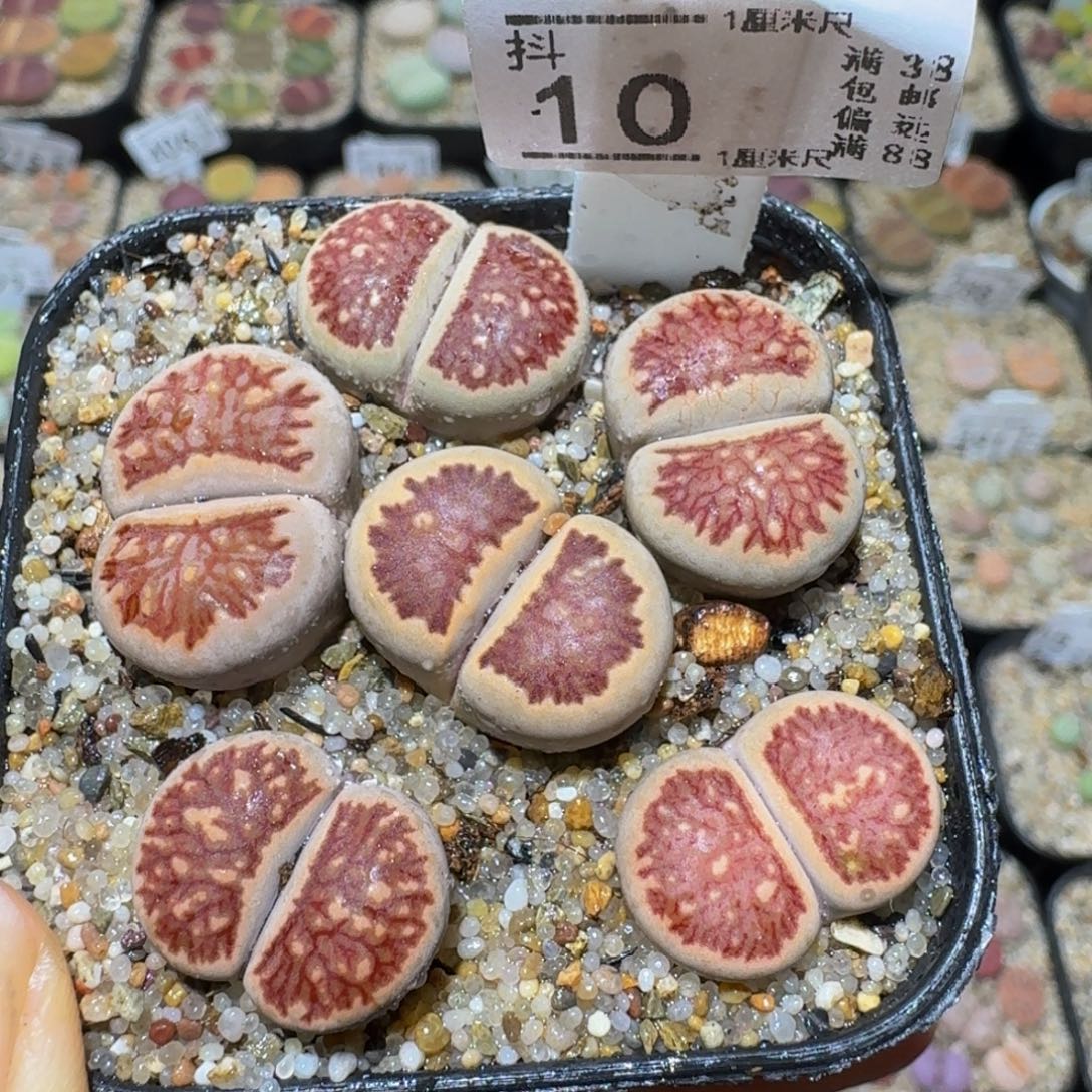 Ssss精品生石花10