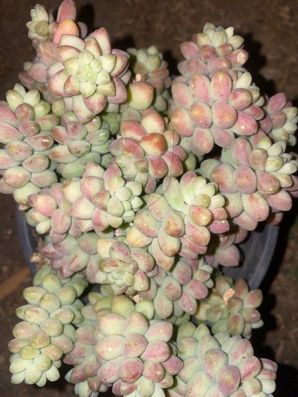 『彩虹玉坠』多肉植物盆栽 全店满15包邮