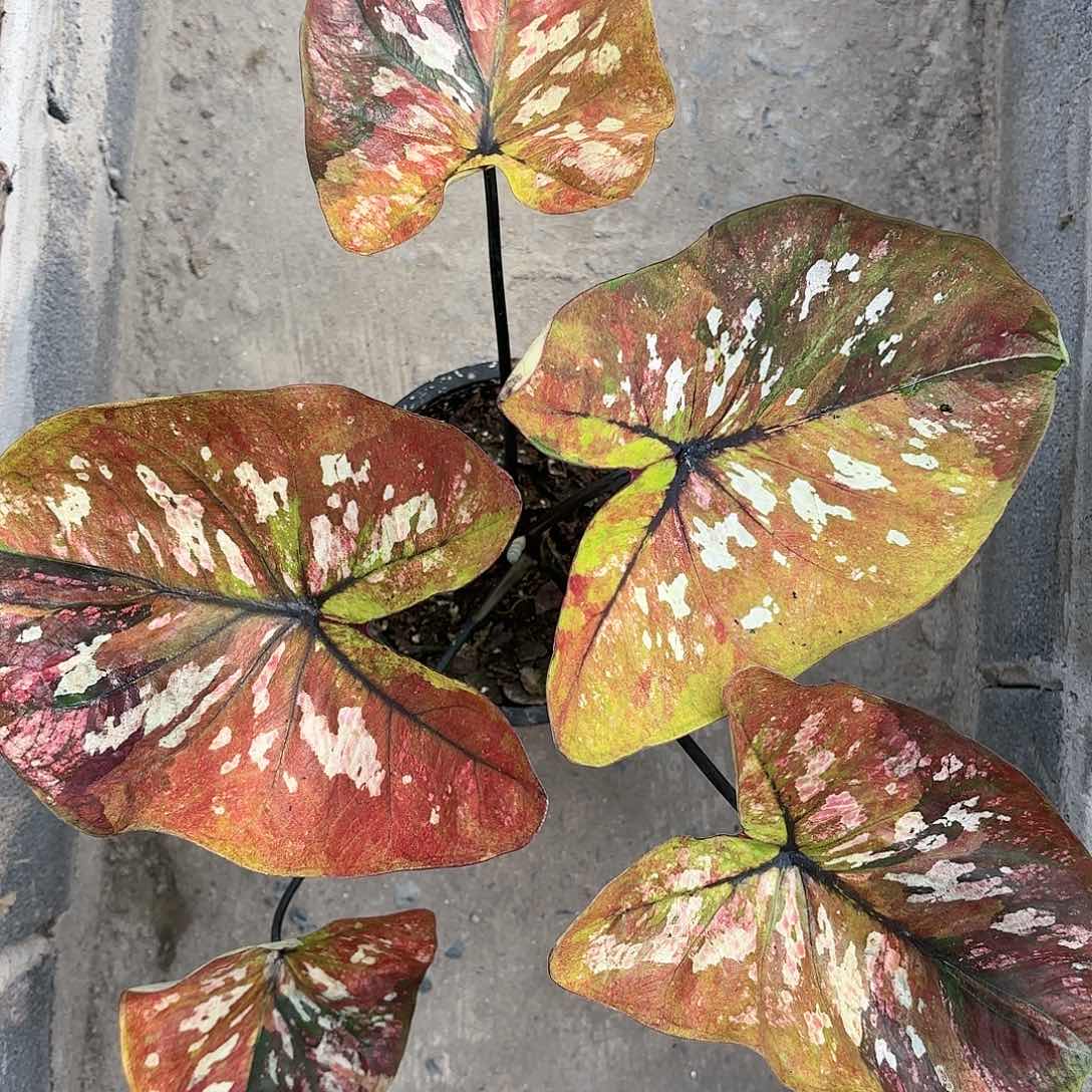 304-0122彩叶芋泰国发货